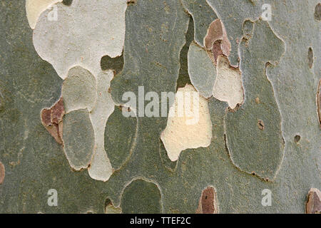 Corteccia di Londra Platano, ' platanus acerifolia'. Foto Stock