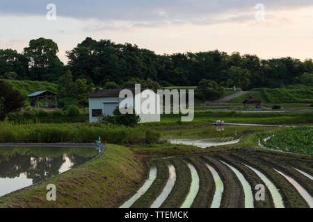 Campo allagato e righe sulla piccola azienda giapponese al tramonto Foto Stock