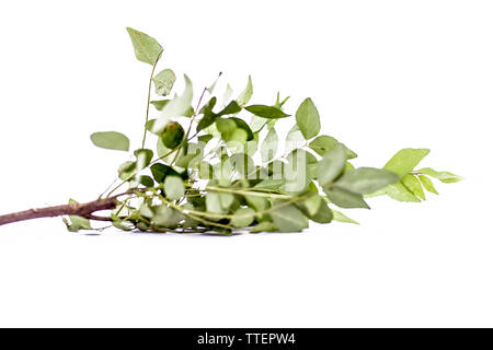 Close up di fresche foglie di curry o dolce nim o dolce neem o khadhi patta o kadi pata isolato su bianco conosciuto anche come Murraya koenigii o Meetha arto Foto Stock