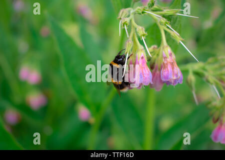 Un Bumble Bee raccoglie il nettare dai fiori in primavera Foto Stock