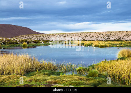 Fenicottero rosa in cerca di cibo di Eduardo Avaroa National Park in Bolivia. Foto Stock