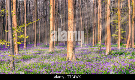 Foresta belga con un campo mozzafiato delle Bluebells viola tra gli alti alberi con magica di raggi di luce dal sole. Foto Stock