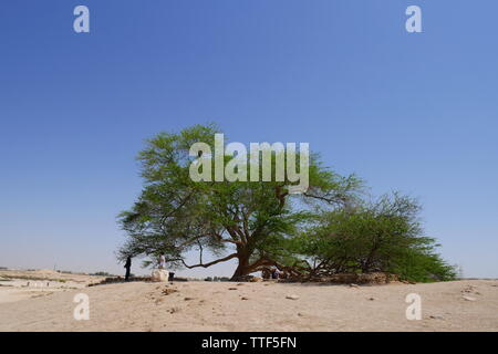 Albero della Vita, prosopsis cineraria, Regno del Bahrein Foto Stock