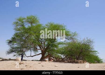 Albero della Vita, prosopsis cineraria, Regno del Bahrein Foto Stock