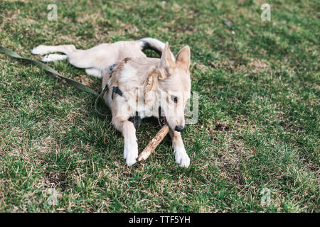 Il beige bello cane, Husky nibbles un bastone Foto Stock
