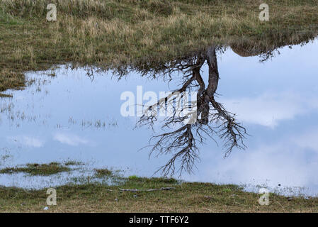 Faggi Nothofagus (sp). Torres del Paine NP, Cile Foto Stock