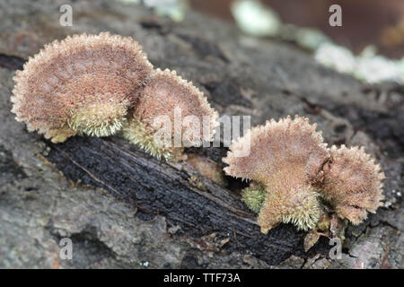 Gillies, Split branchie o Split gill, Schizophyllum comune, è un importante fungo di medicinali con proprietà antivirali Foto Stock