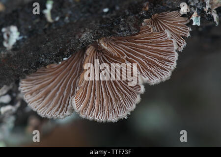 Gillies, Split branchie o Split gill, Schizophyllum comune, è un importante fungo di medicinali con proprietà antivirali Foto Stock