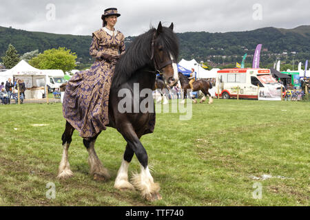 Un shire cavallo essendo cavalcato da una signora vestita di capi di abbigliamento in stile vittoriano, shire cavalli attraverso i secoli Foto Stock