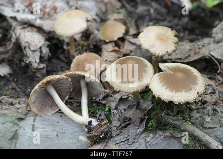 Psathyrella candolleana, noto come brittlestem pallido o fungo psathyrella comune Foto Stock