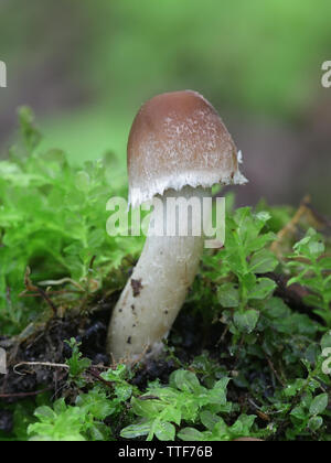 Psathyrella candolleana, noto come brittlestem pallido o fungo psathyrella comune, giovani esemplari crescente selvatici in Finlandia Foto Stock