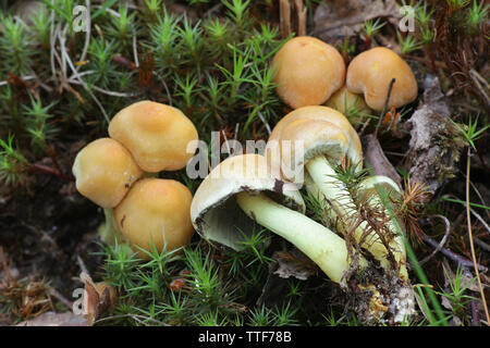 Hypholoma capnoides, noto come ciuffo di conifere a fungo, giovani esemplari di un selvaggio di funghi commestibili dalla Finlandia Foto Stock