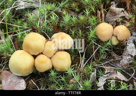 Hypholoma capnoides, noto come ciuffo di conifere a fungo, giovani esemplari di un selvaggio di funghi commestibili dalla Finlandia Foto Stock