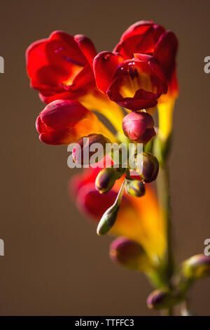 Fresia pianta splendida primavera bud Foto Stock