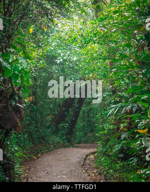 Il percorso si snoda attraverso una foresta pluviale tropicale Foto Stock