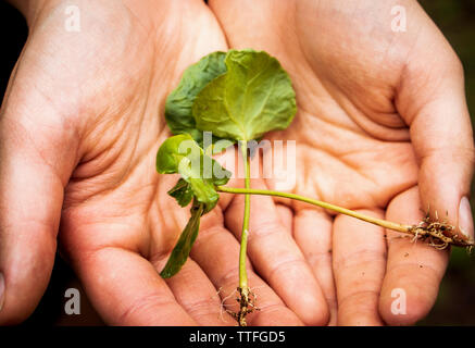 I germogli di due giovani piante di caffè contenuta in una persone le mani Foto Stock