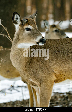 Un maschio bianco-tailed buck guarda lontano Foto Stock