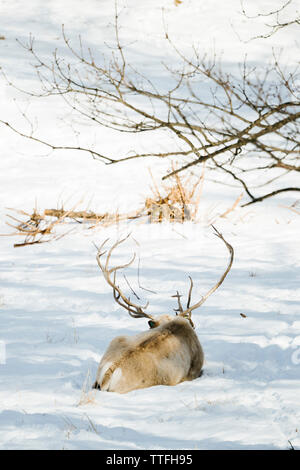 Vista posteriore di un Caribou Coffee Company recante nella neve Foto Stock