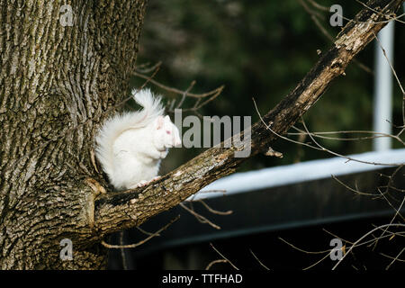 Vista laterale di un albino scoiattolo seduto su un ramo di albero Foto Stock