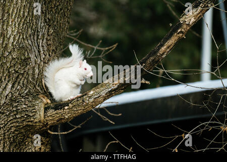 Vista laterale di un albino scoiattolo seduto su un ramo di albero Foto Stock