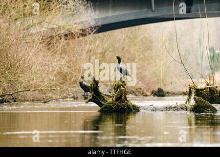 Due Double-Crested cormorani seduto su un log in un fiume della città Foto Stock