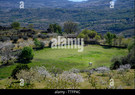 Cavallo bianco in un prato della Valle del Jerte CÌÁceres Spagna Foto Stock