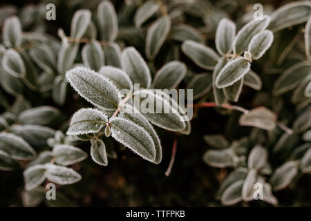 In inverno la brina e il ghiaccio su una pianta sempreverde in un giardino inglese Foto Stock