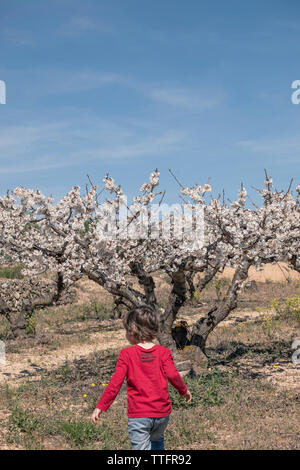 Ragazzo in un mandorlo campo, tivissa, Spagna Foto Stock