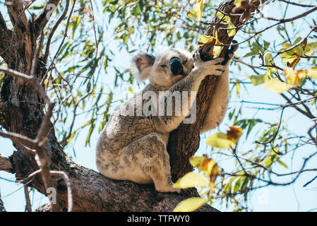 Adulto Koala dormire su di un ramo di albero in Magnetic Island Foto Stock