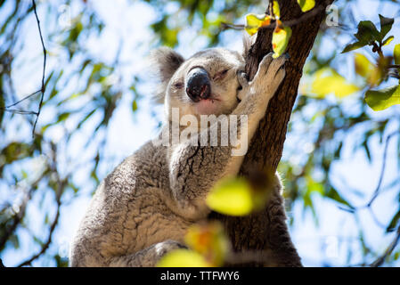 Adulto Koala dormire su di un ramo di albero in Magnetic Island Foto Stock