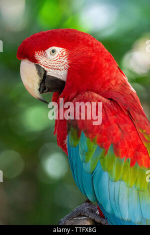 Splendido tropicale esotico pappagallo rosso di uccelli nel Bird Park Foto Stock