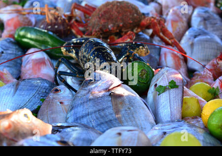 Primo piano di esposizione di pesce fresco decorato. Essaouira, Marocco Foto Stock