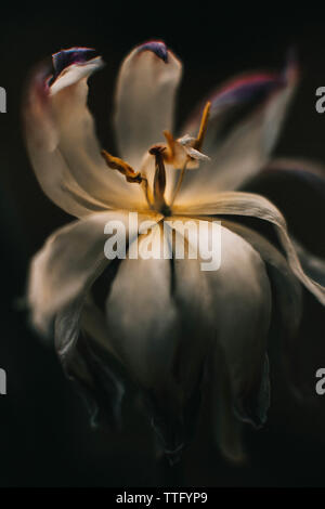 Immagine macro di un tulipano Foto Stock