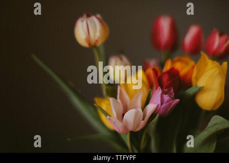 Bouquet di tulipani colorati Foto Stock