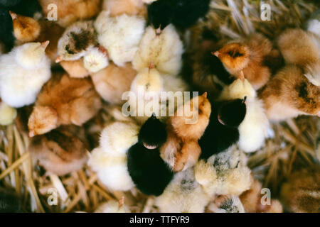 Close-up di adorabili pulcini in una scatola. Vista da sopra. Foto Stock