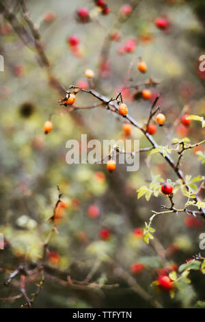 Molti rossi bacche mature sulla struttura sottile o rami di bush nella foresta Foto Stock