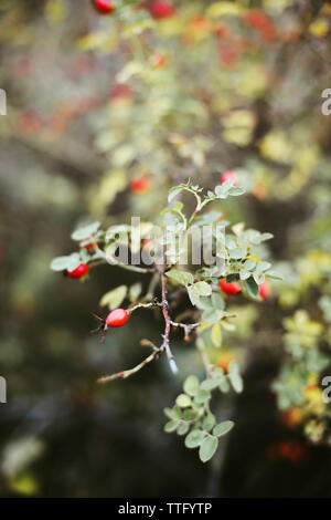 Molti rossi bacche mature sulla struttura sottile o rami di bush nella foresta Foto Stock