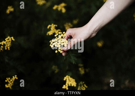 Donna che mantiene wild fiori gialli. Foto Stock