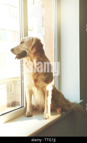 Il golden retriever guardando fuori dalla finestra a casa Foto Stock