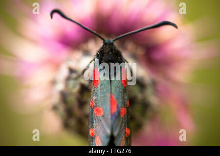 Vista aerea del cinque-spot Burnett (Zygaena trifolii) sul fiore Foto Stock