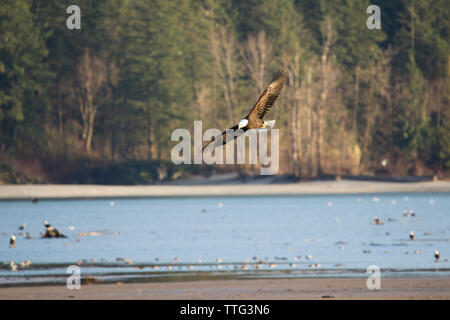 Aquila calva (Haliaeetus leucocephalus) volando sul fiume Harrison, B.C. Foto Stock