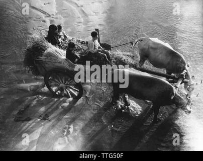 Calabria, rosarno, carrello contadina sulle rive del fiume mesima, 1955 Foto Stock