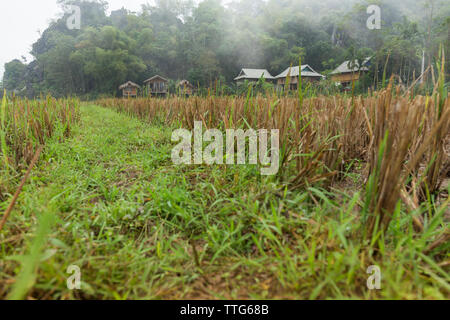 Dettaglio del villaggio vietnamita in campi di riso al mattino Foto Stock