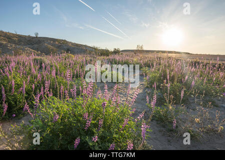 Deserto fiori selvatici in Borrego Badlands. Foto Stock