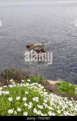 Vista Coastl e fiori selvatici a La Jolla Cove. Foto Stock