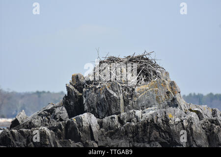 Grande nido osprey arroccata su una roccia fatta di bastoni. Foto Stock