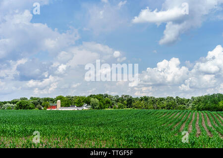 Cornfield verde vicino alla piccola comunità dairy farm sulla giornata di sole in primavera Foto Stock