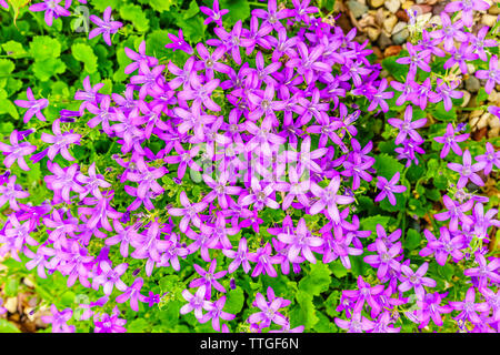 Campanule dalmata (Campanula portenschlagiana) in un giardino di primavera Foto Stock