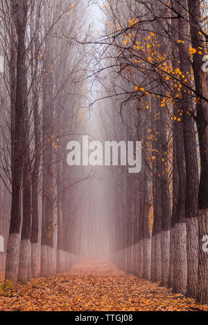 Misty Poplar Forest Foto Stock