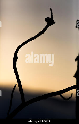 Una dettagliata silhouette di una ponderosa pine branch a sunrise. Foto Stock